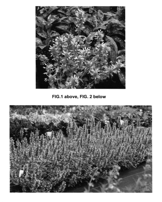 Figure 1 of US plant patent PP25344, the photograph of Kudos Silver Blue printed in the patent.