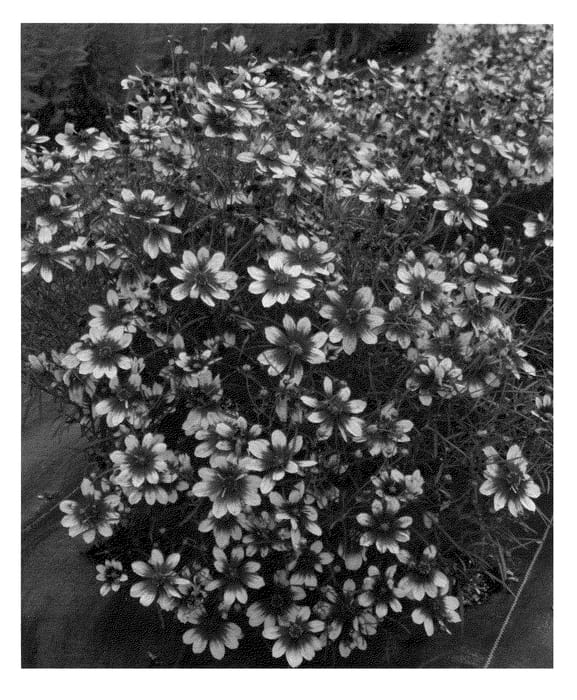 Figure 1 of US plant patent PP25345, the photograph of Bengal Tiger printed in the patent.