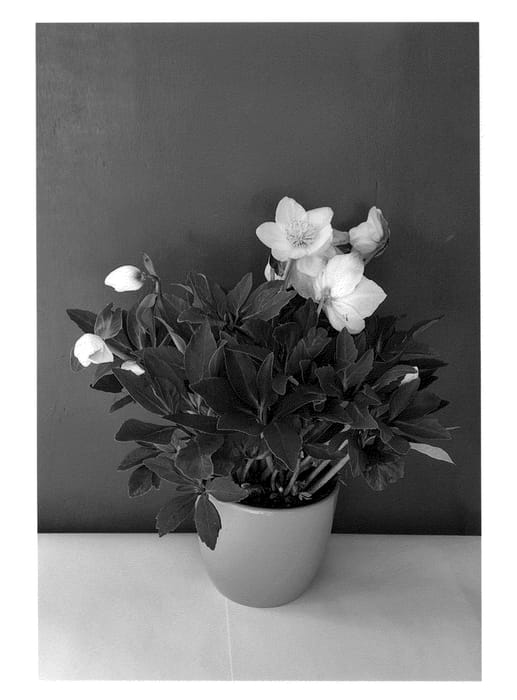 Figure 1 of US plant patent PP25346, the photograph of COSEH 990 printed in the patent.