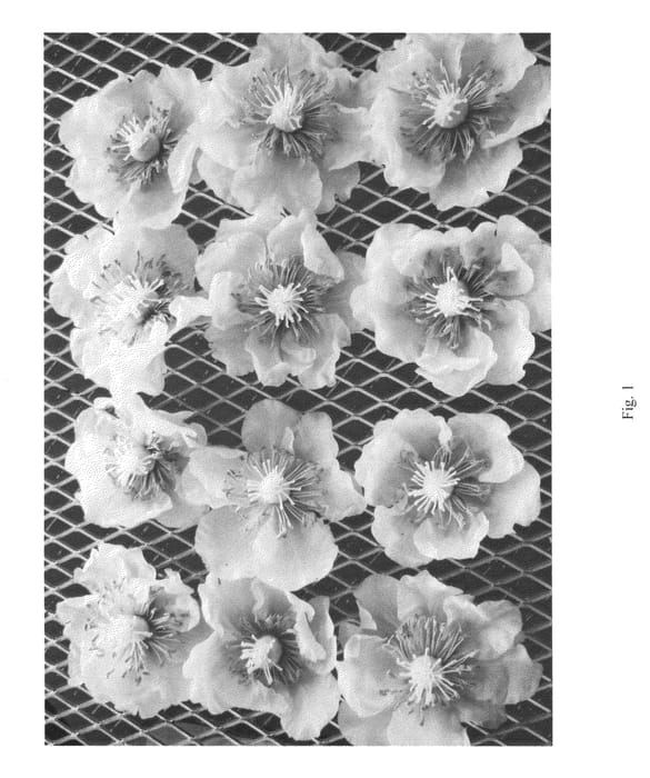 Figure 1 of US plant patent PP25347, the photograph of E11 printed in the patent.