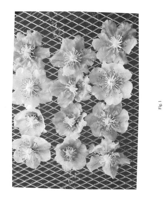 Figure 1 of US plant patent PP25348, the photograph of B52 printed in the patent.