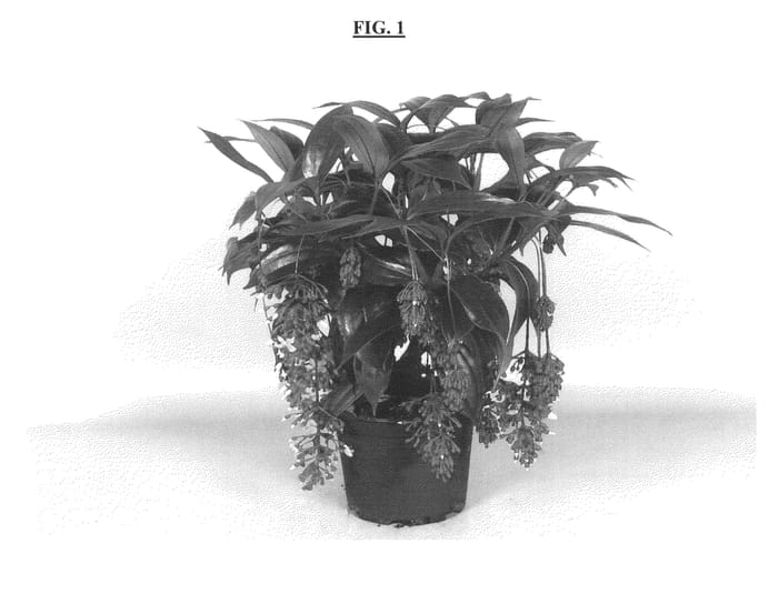 Figure 1 of US plant patent PP25349, the photograph of magic printed in the patent.