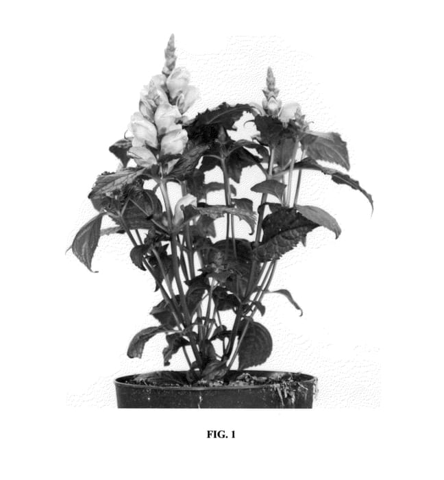 Figure 1 of US plant patent PP25350, the photograph of Armitpp02 printed in the patent.