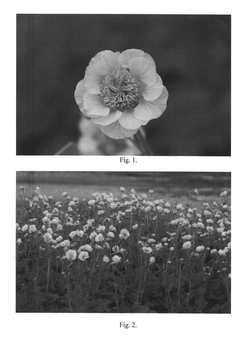 Figure 1 of US plant patent PP25351, the photograph of Banana Daiquiri printed in the patent.