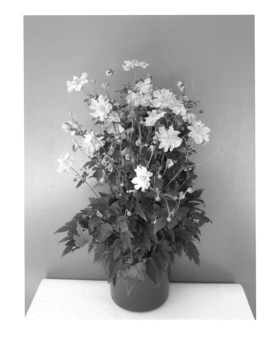 Figure 1 of US plant patent PP25352, the photograph of Pocahontas printed in the patent.