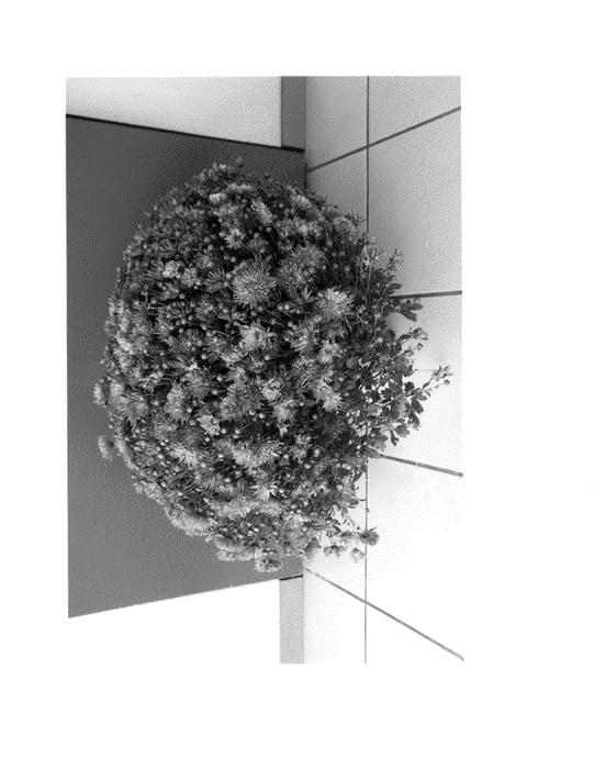 Figure 1 of US plant patent PP25353, the photograph of Salomon Surfer printed in the patent.