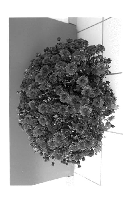 Figure 1 of US plant patent PP25354, the photograph of Red San Remo Runner printed in the patent.