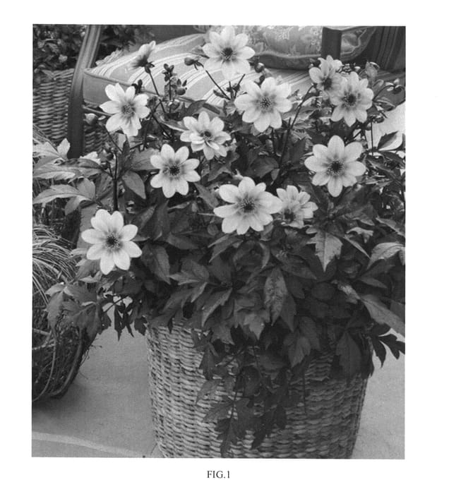 Figure 1 of US plant patent PP25356, the photograph of Mystic Memories printed in the patent.