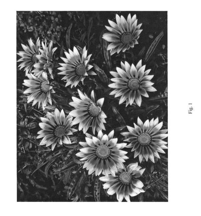 Figure 1 of US plant patent PP25357, the photograph of LOMGAZWHTR printed in the patent.