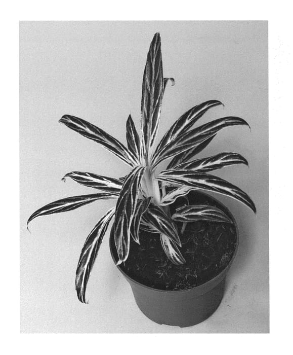 Figure 1 of US plant patent PP25358, the photograph of KKAG201303 printed in the patent.