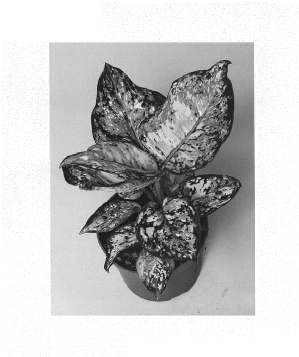 Figure 1 of US plant patent PP25359, the photograph of KKAG201302 printed in the patent.
