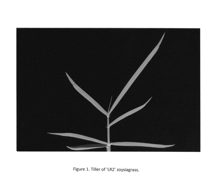 Figure 1 of US plant patent PP25360, the photograph of LR2 printed in the patent.