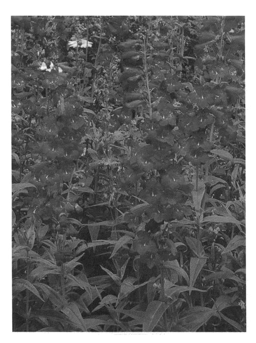 Figure 1 of US plant patent PP25361, the photograph of Boysenberry Taffy printed in the patent.