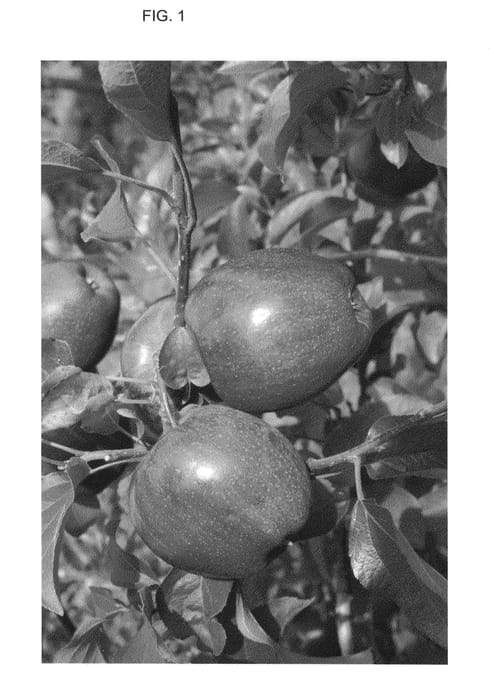 Figure 1 of US plant patent PP25362, the photograph of Thome Red printed in the patent.