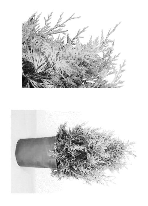 Figure 1 of US plant patent PP25363, the photograph of MonPin printed in the patent.