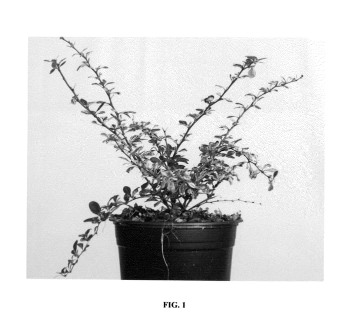 Figure 1 of US plant patent PP25364, the photograph of Hoho 1 printed in the patent.