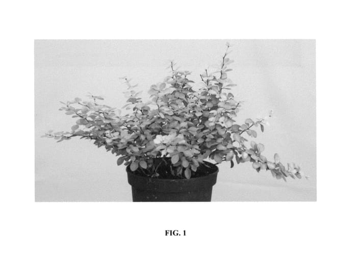 Figure 1 of US plant patent PP25365, the photograph of Hoho 2 printed in the patent.