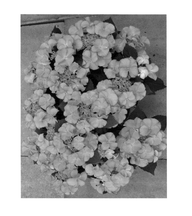 Figure 1 of US plant patent PP25366, the photograph of H211902 printed in the patent.