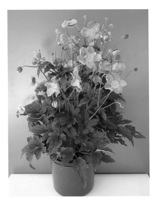 Figure 1 of US plant patent PP25367, the photograph of Cinderella printed in the patent.