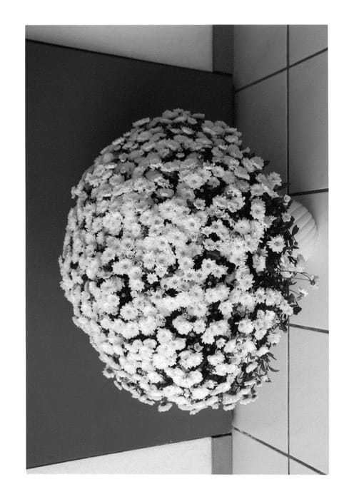Figure 1 of US plant patent PP25368, the photograph of Alicante Surfer printed in the patent.