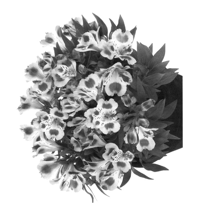 Figure 1 of US plant patent PP25369, the photograph of Tespassion printed in the patent.