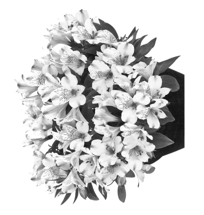 Figure 1 of US plant patent PP25370, the photograph of Tesantarc printed in the patent.