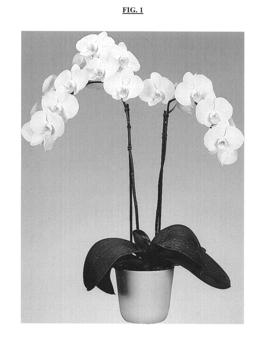 Figure 1 of US plant patent PP25371, the photograph of Timberline printed in the patent.