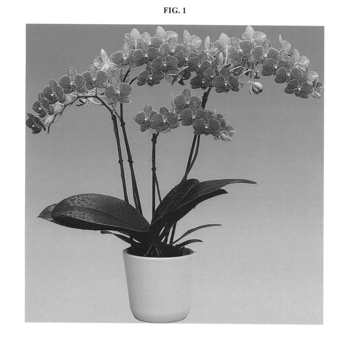 Figure 1 of US plant patent PP25372, the photograph of Lullaby printed in the patent.