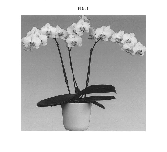 Figure 1 of US plant patent PP25373, the photograph of Goldmine printed in the patent.