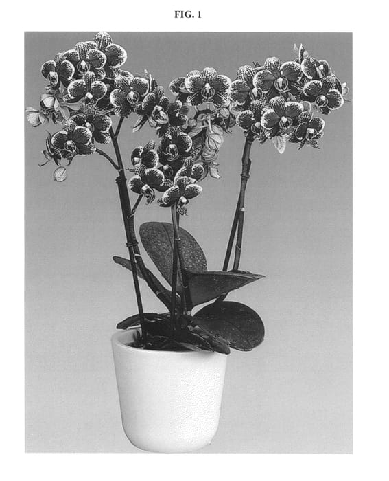 Figure 1 of US plant patent PP25374, the photograph of Streetwise printed in the patent.
