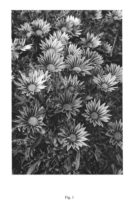 Figure 1 of US plant patent PP25375, the photograph of LOMGAZVIBI printed in the patent.