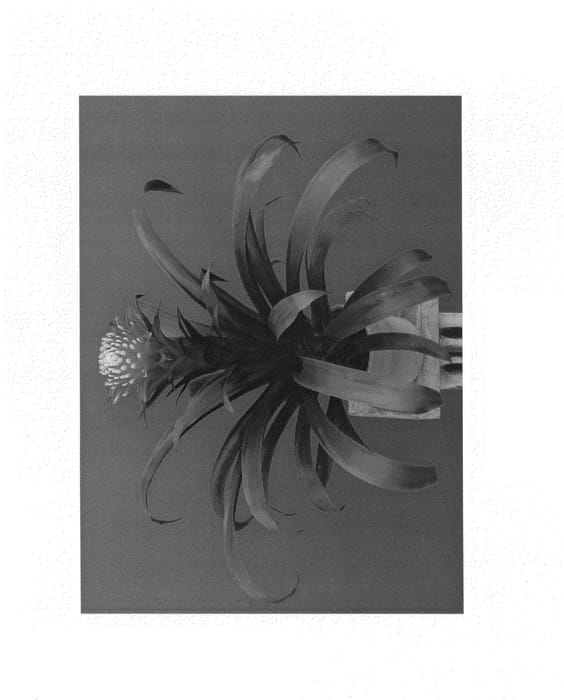 Figure 1 of US plant patent PP25376, the photograph of G9518 printed in the patent.