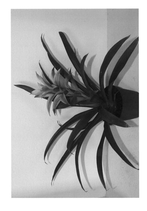 Figure 1 of US plant patent PP25377, the photograph of Kent 33 printed in the patent.
