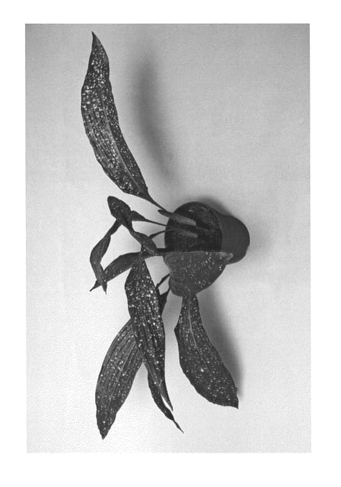 Figure 1 of US plant patent PP25378, the photograph of LEELASPIBL printed in the patent.