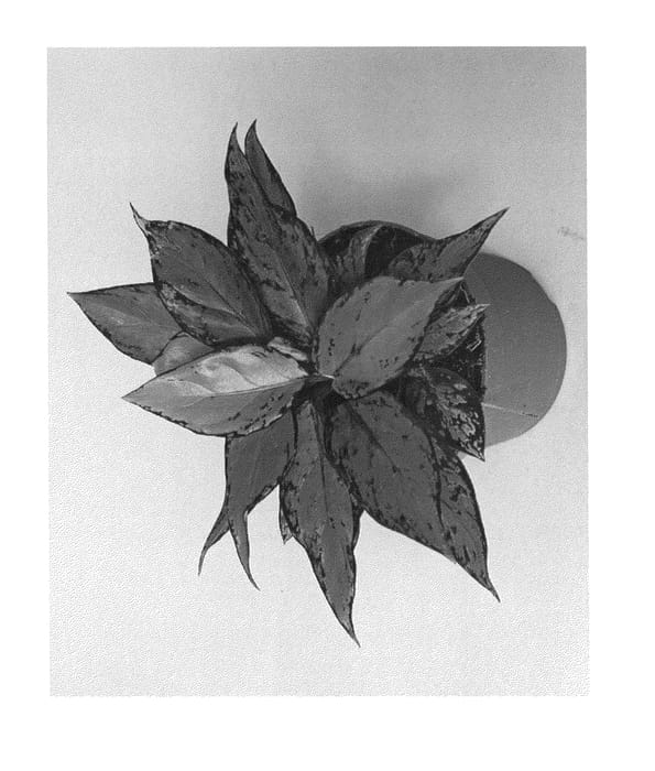 Figure 1 of US plant patent PP25379, the photograph of KKAG201301 printed in the patent.