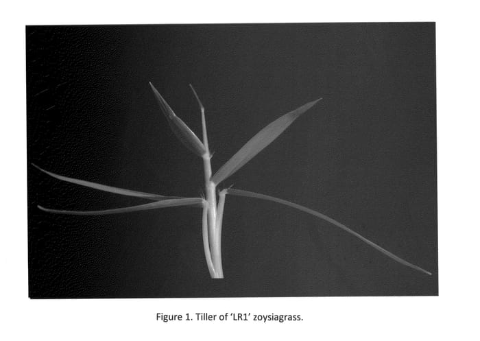 Figure 1 of US plant patent PP25380, the photograph of LR1 printed in the patent.