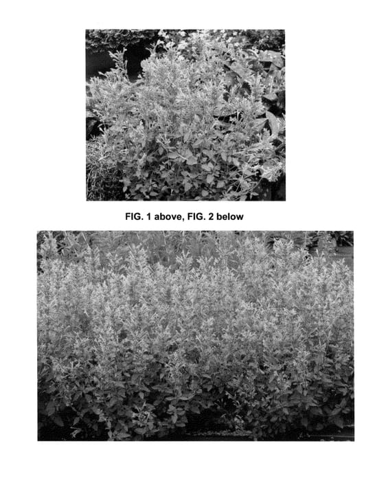 Figure 1 of US plant patent PP25381, the photograph of Kudos Mandarin printed in the patent.