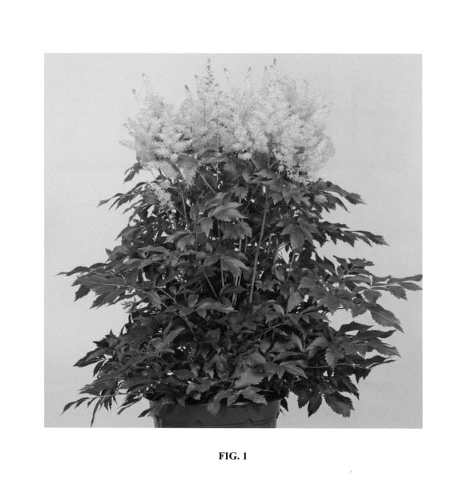 Figure 1 of US plant patent PP25382, the photograph of Honky Tonk printed in the patent.