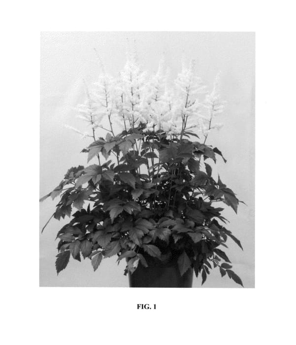 Figure 1 of US plant patent PP25383, the photograph of New Wave printed in the patent.