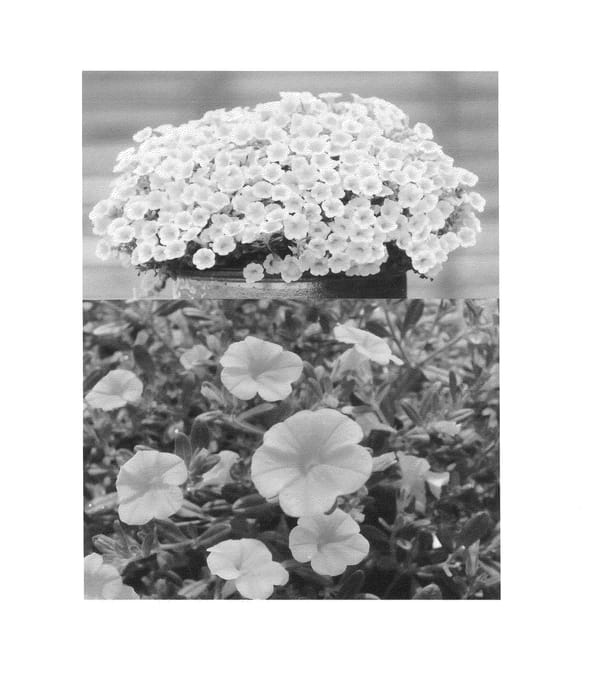Figure 1 of US plant patent PP25384, the photograph of Sunbel 205 printed in the patent.