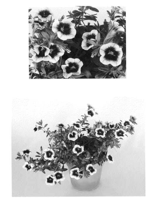 Figure 1 of US plant patent PP25385, the photograph of USCAL 12202 printed in the patent.