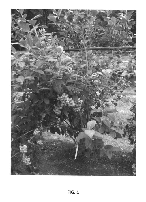 Figure 1 of US plant patent PP25386, the photograph of Last Call printed in the patent.