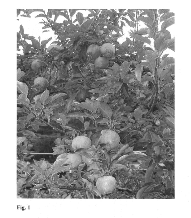 Figure 1 of US plant patent PP25387, the photograph of Stark Gugger printed in the patent.