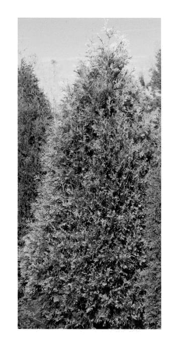 Figure 1 of US plant patent PP25388, the photograph of SMTOYB printed in the patent.