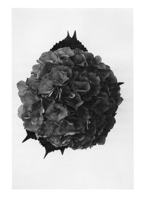 Figure 1 of US plant patent PP25389, the photograph of HBAnavy printed in the patent.