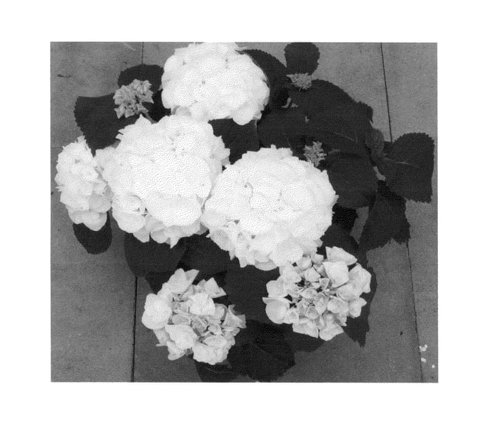 Figure 1 of US plant patent PP25390, the photograph of H211907 printed in the patent.