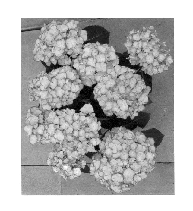 Figure 1 of US plant patent PP25391, the photograph of H211901 printed in the patent.