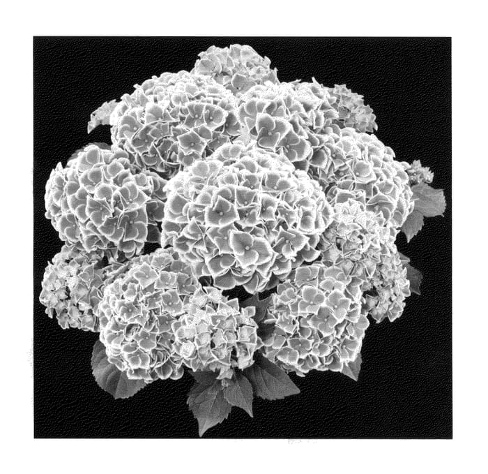 Figure 1 of US plant patent PP25392, the photograph of H211905 printed in the patent.