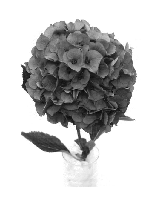 Figure 1 of US plant patent PP25393, the photograph of HBAmari printed in the patent.
