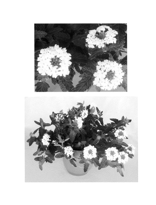 Figure 1 of US plant patent PP25394, the photograph of RIKAV17805 printed in the patent.
